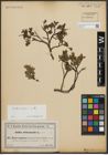 Foto von Salix arbuscula L.
